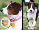 Pet Tag Silencer Clip It On — Jingle's Gone!