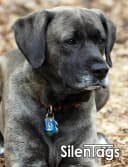 Pet Tag Silencer Clip It On — Jingle's Gone!