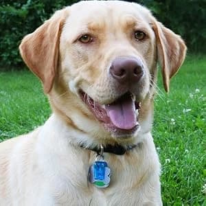 Pet Tag Silencer Clip It On — Jingle's Gone! — Tested and approved by real dogs!