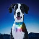 SpotLit XL Rechargeable Collar Light - Disc-O Select - Clip-On Pet Accessory for Nighttime Visibility