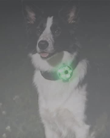 2-Pack Dog Collar Light with Memory Function — collection imagery