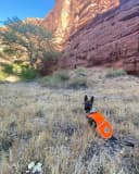 Blaze Orange Dog Vest. Reflective High Visibility in Hunting and Wooded Areas