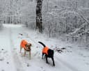 Blaze Orange Dog Vest. Reflective High Visibility in Hunting and Wooded Areas