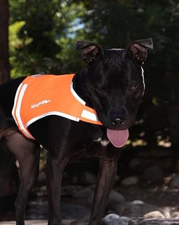 Blaze Orange Dog Vest. Reflective High Visibility in Hunting and Wooded Areas — collection imagery