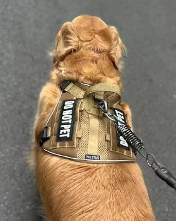 Reflective Dog Vest for Medium and Large Breeds — collection imagery