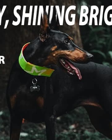 Reflective Dog Vest for Medium and Large Breeds — collection imagery