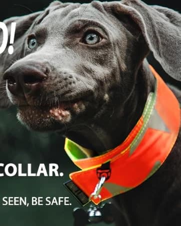 Reflective Dog Vest for Medium and Large Breeds — collection imagery