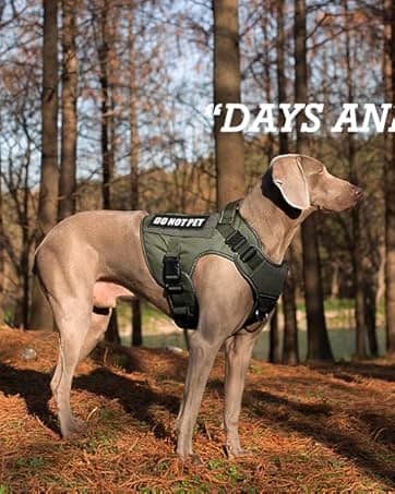 Reflective Dog Vest for Medium and Large Breeds — collection imagery