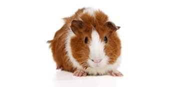Guinea Habitat Plus Cage — Includes Divider Panel and Hinged Top — Guinea Pig Care