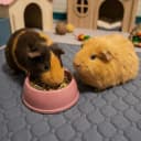 Guinea Pig Cage Liner — 49"x24" Bedding for Midwest Cage 3 Pack
