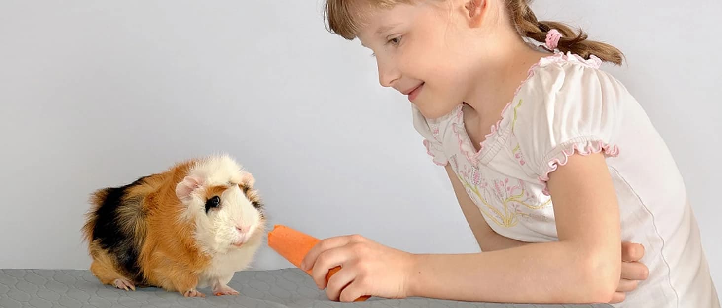 Guinea Pig Cage Liner — 49"x24" Bedding for Midwest Cage 3 Pack — collection imagery