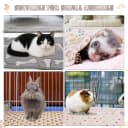6 Pack Guinea Pigs Fleece Blankets