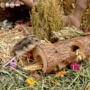 Natural Wooden Hamster Mouse Tunnel Tube Toy — Forest Hollow Tree Trunk
