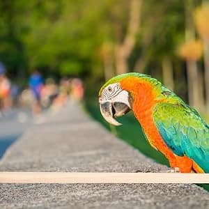 5pcs Wood Bird Perches — Parrot Cage Stand Pole Natural Wood Pet Bird Perch Stick Climbing Branch Rod Parrot — collection imagery