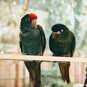 5pcs Wood Bird Perches — Parrot Cage Stand Pole Natural Wood Pet Bird Perch Stick Climbing Branch Rod Parrot — collection imagery
