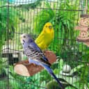Parrot Cage Perch — Wooden Platform for Birds