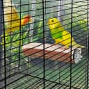 Parrot Cage Perch — Wooden Platform for Birds