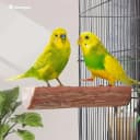 Parrot Cage Perch — Wooden Platform for Birds