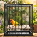 3 Pack Bird Perch Stand — Parrot Wood Platform
