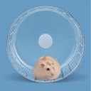 Silent Hamster Wheel — 6.7in Exercise Wheel for Gerbil
