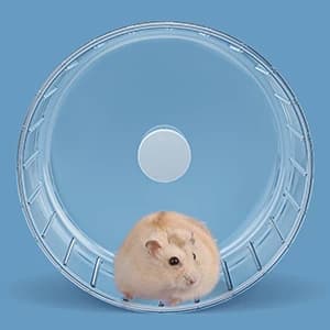 Silent Hamster Wheel — 6.7in Exercise Wheel for Gerbil — collection imagery