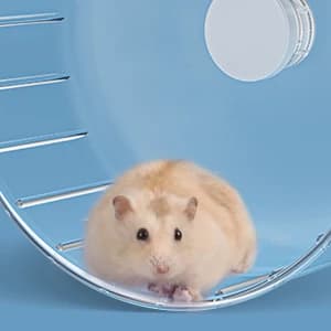 Silent Hamster Wheel — 6.7in Exercise Wheel for Gerbil — collection imagery
