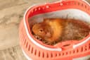Pico Transport Crate — Small Pet Carrier