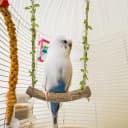 Natural Wood Bird Swing Perch with Decorative Leaves