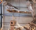 Bird Parrot Ladder Perch for Cage — Nature Wooden Bird Bridge Exercise Stands Parrot Climbing Chewing Toys for