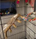 Bird Parrot Ladder Perch for Cage — Nature Wooden Bird Bridge Exercise Stands Parrot Climbing Chewing Toys for
