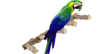 Bird Parrot Ladder Perch for Cage — Nature Wooden Bird Bridge Exercise Stands Parrot Climbing Chewing Toys for — Perfect size for small birds