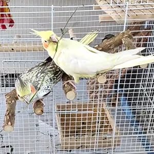 Bird Parrot Ladder Perch for Cage — Nature Wooden Bird Bridge Exercise Stands Parrot Climbing Chewing Toys for — collection imagery