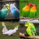 2Pack Stainless Steel Bird Ladders 9-Step Parrot Ladder Hanging Bird Cage Climbing Toys with Hooks Birds