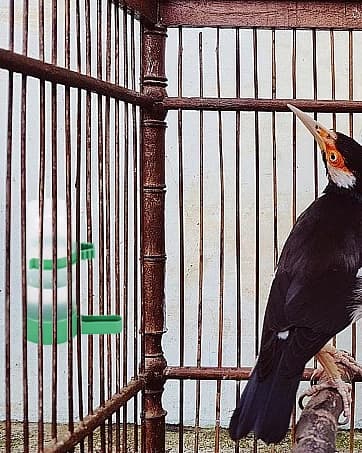 4Pcs Bird Water Feeder Plastic Drinker Feeder Water Clip for Parrots Budgie Cockatiel Lovebirds — collection imagery