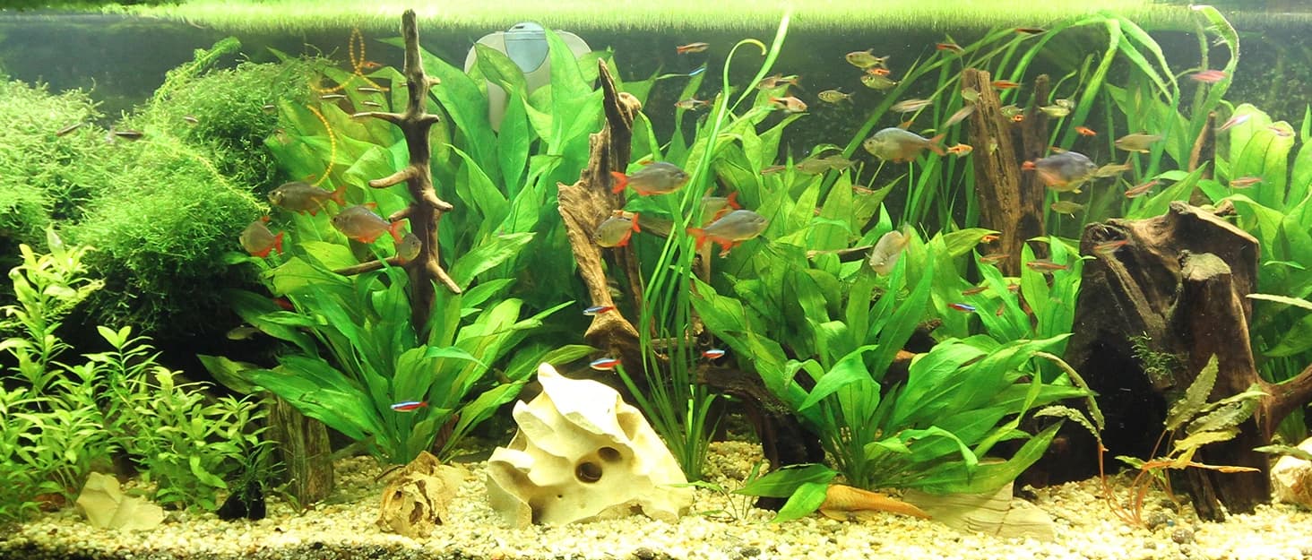 Petbank LCD Digital Aquarium Thermometer — Fish Tank Water Terrarium Temperature — collection imagery