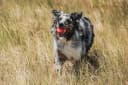 Ultra Rubber Dog Ball — Floating Fetch Toy