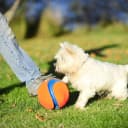 Kick Fetch Ball Dog Toy — Large, 8in, for Large Dogs, Floats