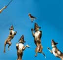 Dog Extendable Teaser Wand Pet Flirt Stick Pole Puppy Chasing Tail Interactive Toy for Small, Medium, and Large