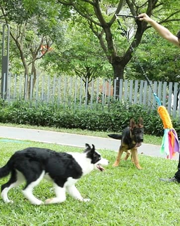 Dog Extendable Teaser Wand Pet Flirt Stick Pole Puppy Chasing Tail Interactive Toy for Small, Medium, and Large — collection imagery
