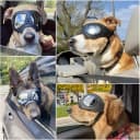 Dog Goggles for Large Dogs Eye Protection