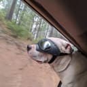 Dog Goggles for Large Dogs Eye Protection