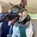 Dog Goggles for Large Dogs Eye Protection