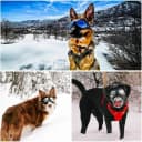 Dog Goggles for Large Dogs Eye Protection