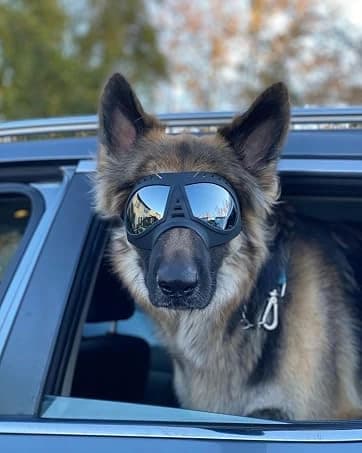 Dog Goggles for Large Dogs Eye Protection — collection imagery