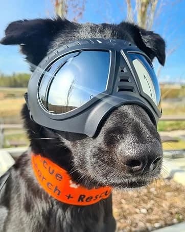Dog Goggles for Large Dogs Eye Protection — collection imagery