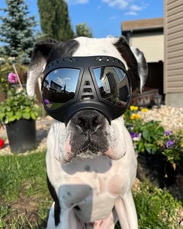 Dog Goggles for Large Dogs Eye Protection — collection imagery