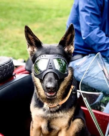 Dog Goggles for Large Dogs Eye Protection — collection imagery