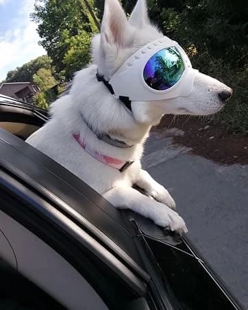 Dog Goggles for Large Dogs Eye Protection — collection imagery