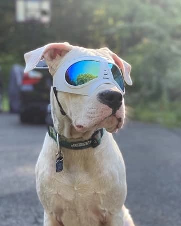 Dog Goggles for Large Dogs Eye Protection — collection imagery