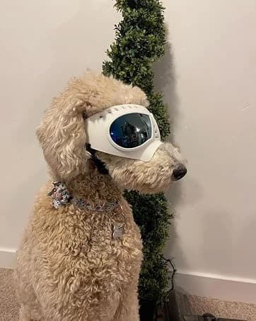 Dog Goggles for Large Dogs Eye Protection — collection imagery